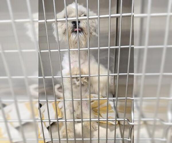 Medium Photo #1 Mal-Shi Puppy For Sale in Decatur, IL, USA