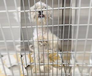 Mal-Shi Dogs for adoption in Decatur, IL, USA