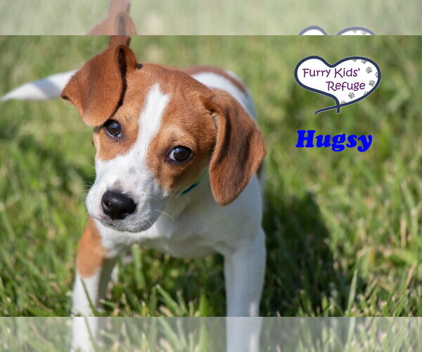 Medium Photo #1 Beagle-Unknown Mix Puppy For Sale in Lee's Summit, MO, USA