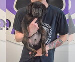 Small #2 Rottweiler Mix