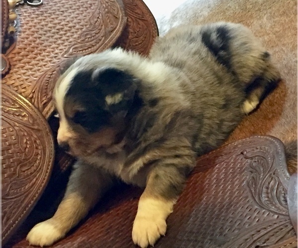 Medium Photo #3 Australian Shepherd Puppy For Sale in OZARK, AR, USA