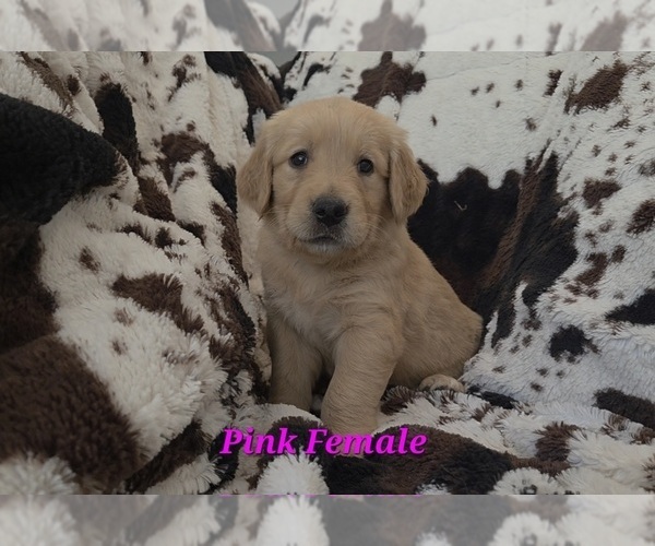 Medium Photo #3 Golden Retriever Puppy For Sale in CRAWFORDVILLE, FL, USA