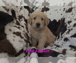 Small #2 Golden Retriever