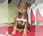 Small #2 Labrador Retriever Mix