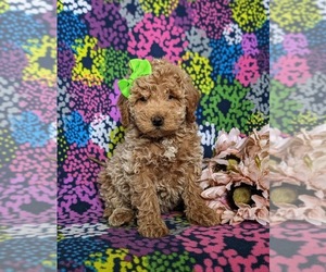 Goldendoodle (Miniature) Puppy for sale in KIRKWOOD, PA, USA