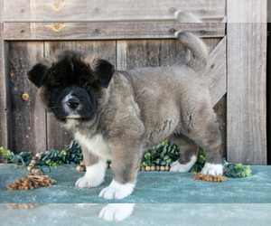 Akita Litter for sale in MILLERSBURG, OH, USA