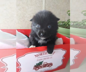 Pomsky Puppy for sale in OTTAWA HILLS, OH, USA