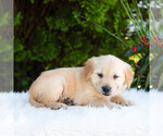 Small #4 Golden Retriever