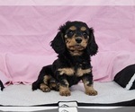 Small Photo #6 Dachshund Puppy For Sale in CLARK, MO, USA