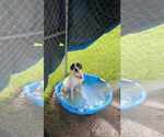 Small #4 Labrador Retriever Mix