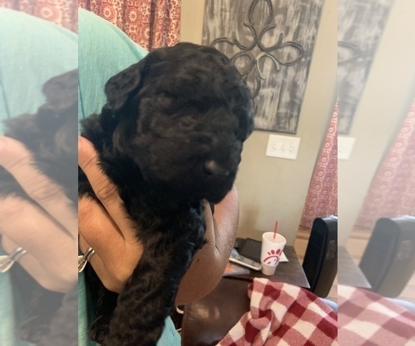 Medium Photo #11 Goldendoodle-Poodle (Standard) Mix Puppy For Sale in AND, SC, USA