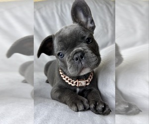 French Bulldog Puppy for sale in COLORADO SPRINGS, CO, USA