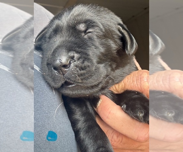 Medium Photo #1 Labrador Retriever Puppy For Sale in OSYKA, MS, USA