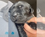 Image preview for Ad Listing. Nickname: Lt Blue collar