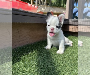 French Bulldog Puppy for sale in LOS ANGELES, CA, USA