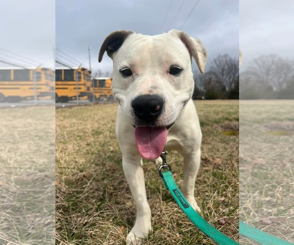 Medium Photo #2 Mutt Puppy For Sale in Rustburg, VA, USA