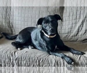Micki - Female American Staffordshire Terrier-Unknown Mix Dog for Adoption - Photo #3
