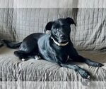 Small #2 American Staffordshire Terrier Mix