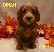 Small Photo #2 Australian Labradoodle Puppy For Sale in ANDOVER, MN, USA