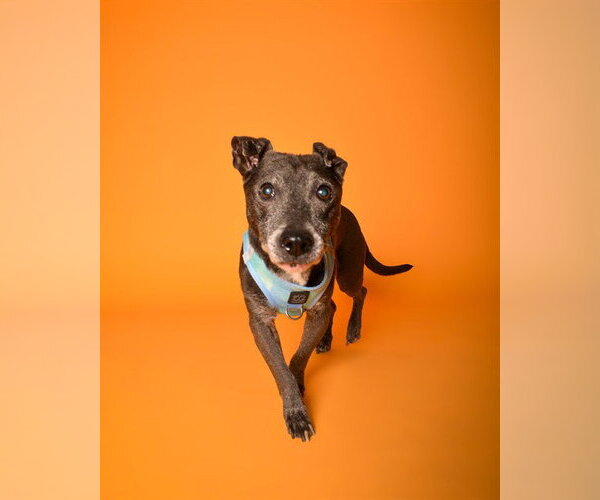 Medium Photo #1 Chiweenie Puppy For Sale in Fort Lauderdale, FL, USA