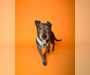 Chiweenie Dogs for adoption in Fort Lauderdale, FL, USA