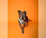 POLO - Male Chiweenie Dog for Adoption - Small photo