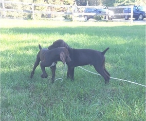 German Shorthaired Pointer Puppy for sale in WATERTOWN, NY, USA
