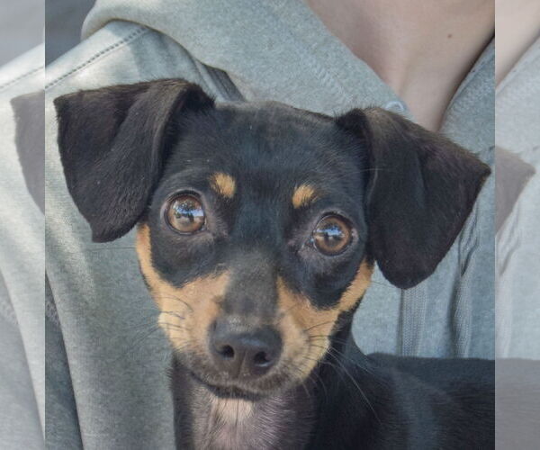 Medium Photo #6 Chipin Puppy For Sale in Huntley, IL, USA