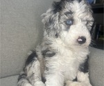 Small #15 Sheepadoodle