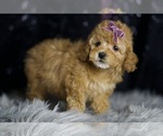 Small #3 Poodle (Toy)