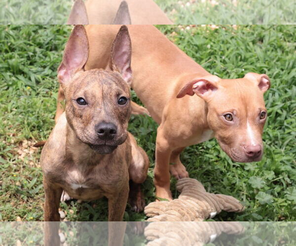 Medium Photo #9 Mutt Puppy For Sale in Philadelphia, PA, USA