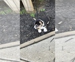 Small #6 Pembroke Welsh Corgi