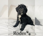 Small Photo #3 Bernedoodle-Poodle (Toy) Mix Puppy For Sale in COOKEVILLE, TN, USA