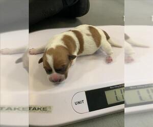 American Pit Bull Terrier-Unknown Mix Dogs for adoption in Corpus Christi, TX, USA