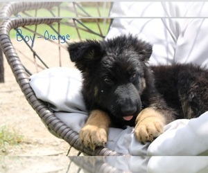 German Shepherd Dog Puppy for sale in LA FONTAINE, IN, USA