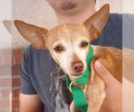 Small Chihuahua