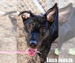 Small #7 Dutch Shepherd  Mix