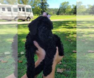Goldendoodle Puppy for sale in APPLE GROVE, WV, USA