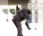 Small Photo #7 Mastador Puppy For Sale in MONTGOMERY, IN, USA