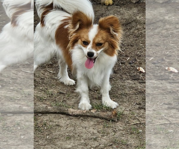 Medium Photo #1 Papillon Puppy For Sale in FULTON, MO, USA