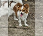 Image preview for Ad Listing. Nickname: Bailey
