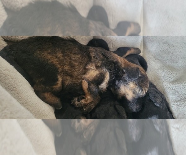 Medium Photo #2 Poodle (Toy) Puppy For Sale in MORRISON, CO, USA