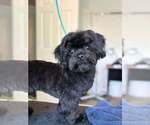 Small #6 Shih-Poo