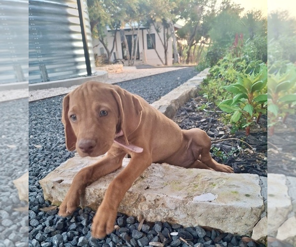 Medium Photo #2 Vizsla Puppy For Sale in FISCHER, TX, USA