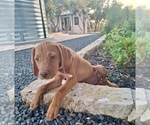 Small Photo #7 Vizsla Puppy For Sale in FISCHER, TX, USA