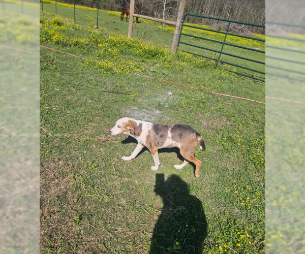 Medium Photo #3 Mutt Puppy For Sale in Cranston, RI, USA