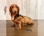 Small Photo #1 Dachshund Puppy For Sale in MIDDLEBURY, IN, USA