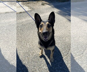 Dakota - Female Mutt Dog for Adoption - Photo #2