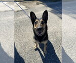 Small Photo #2 Mutt Puppy For Sale in La Verne, CA, USA