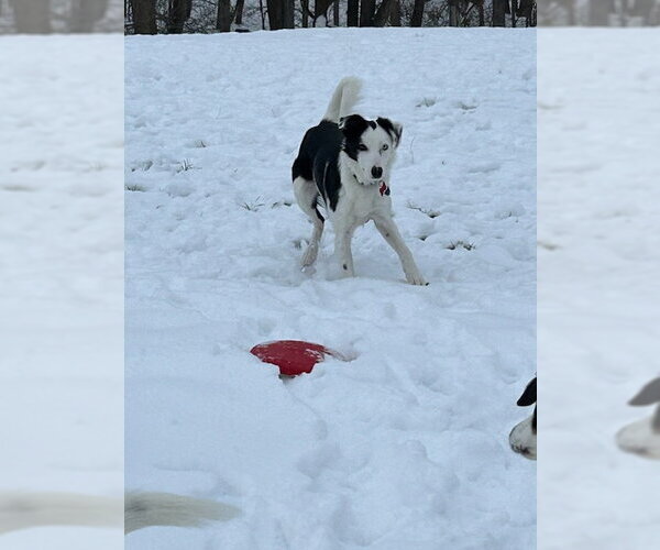 Medium Photo #27 Border Collie Puppy For Sale in Highland, IL, USA